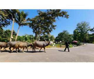 Natural Park Resort de Wang Thong - 8