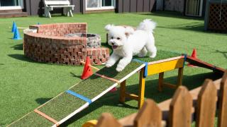 Gapyeong Two Dog Place Pension - 0