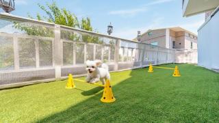 Geoje Blueberry Pet Pension - 2