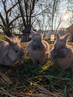 La Garencière - Gîtes, salle de jeux, piscine et animaux -  - 3