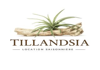 Bungalow Tillandsia - 9