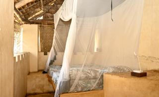 Wildebeeste Lamu - 3