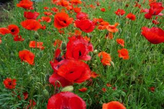 Casuta Bradulet - Aeroport Otopeni & Therme - 6