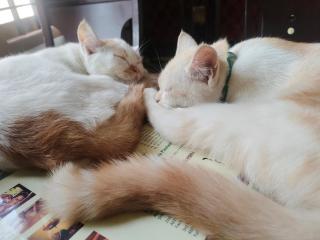 Kochi Bella Villa - 9