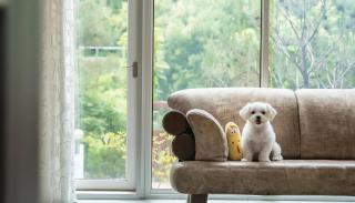 Gapyeong Areuno Pet Pension - 5