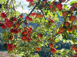 Holiday Home Spycher Niederwald by Interhome - 3