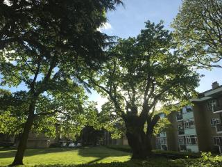 Wimbledon hideout short distance from Tennis - 3