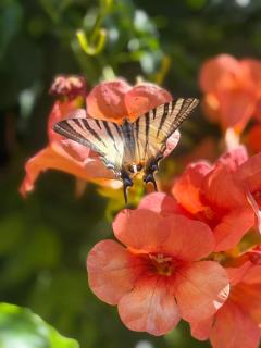 Ricordi Siciliani - Charme Rooms - 9