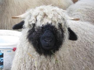 Apartment Tieroase Grünegg by Interhome - 5