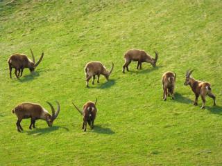 Apartment Chesa Azalea 3 klein by Interhome - 1