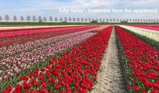 Cozy Traditional Dutch City Apartment close to Amsterdam & Tulips - 8