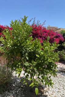 Holiday Home in Sa Ràpita mit Großer Terrasse by Interhome - 6