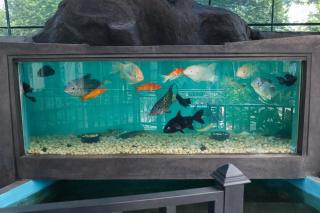 Binuri Holiday Home - 5