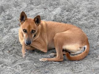 White Villa - Farm Stay - 6