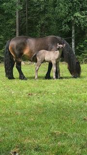 Askebo Norregård - 5