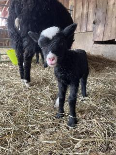 Askebo Norregård - 3