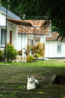 dk village jungle resort - 1