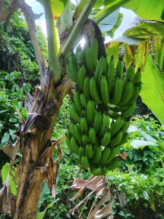2 chambres avec salon cuisine extérieure - 1