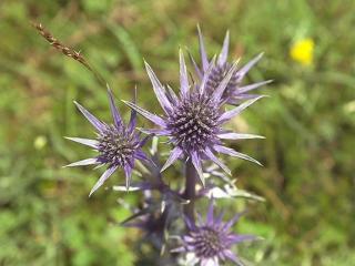 Chalet Le Gentiane - 6