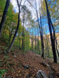 Liziera Cabin Malaia - 4