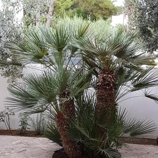 Villa Amanda - Mazara del Vallo - 3