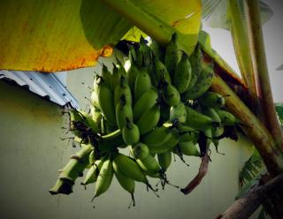 Scuba Tribe Bali dive-resort - 5