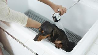 Hongcheon Pool Forest Beethoven Pool Villa - 4