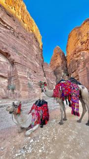 Camel Riding in Wadi Rum - 2