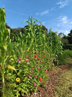 Casa Ecológica em uma Ecovila - 3
