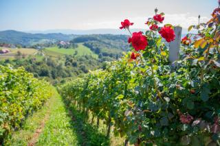 Vineyard cottage Mehak - 8