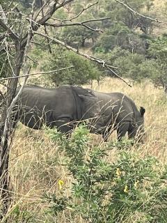 Akagera Able Lodge - Akagera - 7