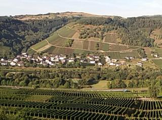 Gästehaus-Weingut Michael Scholer - Schleich - 9