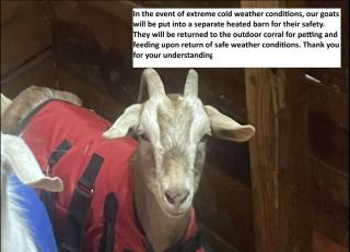 Pop & Granny's cabin with a fire pit hot tub & indoor pool - 8