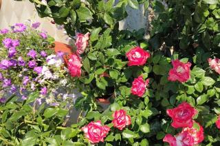 Apartments with parking space Rtina - Miocici, Zadar - 22001 - Ražanac - 1