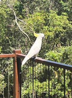 Rainforest Retreat with Heated Plunge pool - 5