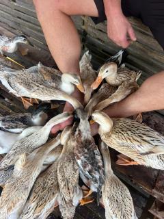 MEKONG DANIEL HOMESTAY CAN THO - 6