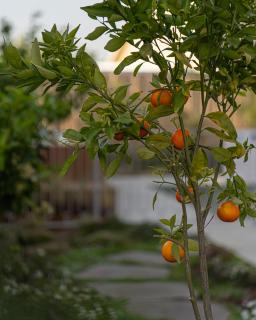 Tzafona Villa, Katzrin - 3