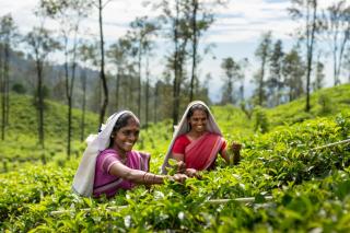 Newburgh Ella - The Tea Factory Resort - 6