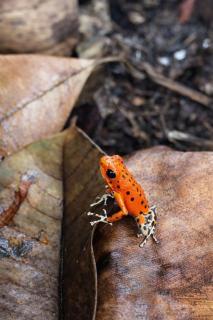 Akwaba Lodge Island Boutique Hotel - 8
