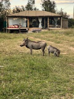Ole-lekurruki Naromoru Cabins - 8