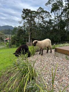 Chalé aconchegante em madeira - 9