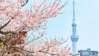 Bicyclette Sumida Tokyo 03 - 6