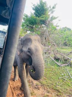 Dedunu Resort & Yala Safari - 3