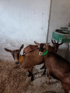 GÎTE "LES GRANGES D'ANTAN" - La FORGE - - 6