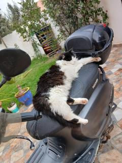 Paradise house - Marrakech - 6