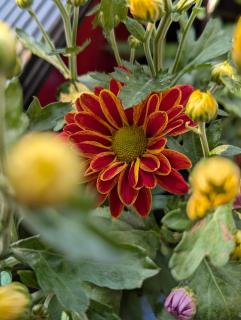 Charisma Villa Mirissa - Mirissa - 3