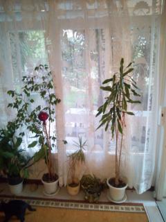 Smještaj Rab, Brna ,soba sa kuhinjom - Palit - 2