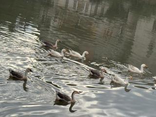 Sungava homestay - 8