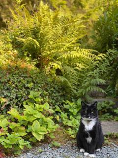 Pont Wrysgen Cottage 'the gateway to Snowdonia' - 5
