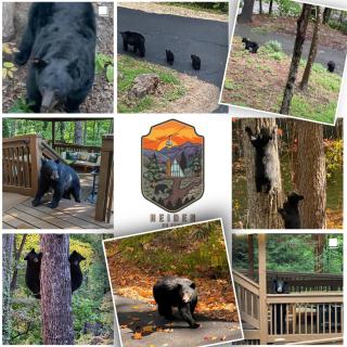 High Bear Activity, Handicap Ramp, Hot Tub, Fire Table, Game Room, Family Cabin - 1